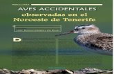 observadas en el Noroeste de Tenerife · limos pectoral (Calidris melanotos), el chor-lito dorado americano (Pluvialis dominica) o la gaviota de Delaware (Larus delawarensis) (Lorenzo,
