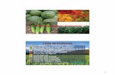 Línea de Productos Peru-1.pdf · CROP +, es un Bioestimulante Orgánico concentrado soluble que estimula el metabolismo de las plantas, facilitando una mejor absorción de los nutrientes.