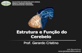 Estrutura e Função do Cerebelo - Gerardo Cri · PDF file 2015-12-13 · Estrutura e Função do Cerebelo Prof. Gerardo Cristino Aula disponível em: FACULDADE DE MEDICINA/UFC-SOBRAL