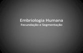 Embriologia Humana Fecundação e Segmentação · Embriologia Humana Fecundação e Segmentação • 1 - Capacitação dos espermatozóides (dentro do trato feminino) - remoção