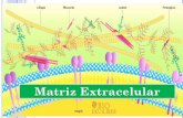 Matriz ExtracelularMATRIZ EXTRACELULAR Red de materiales extracelulares, mezcla amorfa de proteínas y polisacáridos que son secretados por la misma celula, los cuales se acumulan