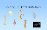 O ESQUELETO HUMANO · Funções do Esqueleto O esqueleto humano constitui a estrutura que dá apoio ao corpo, protege os órgãos internos e assegura a realização dos movimentos,