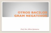 OTROS BACILOS GRAM NEGATIVOS - WordPress.com...Infecciones por Campylobacter se atribuyen al contacto con animales y al consumos de agua contaminada , productos lácteos y provenientes