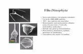 transp dinoflagelados9- DeniseFilo Dinophyta•estrutura de celulose rígida (teca) abaixo da membrana plasmática •dois flagelos que batem dentro de sulcos entre as tecas •número