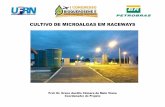 CULTIVO DE MICROALGAS EM RACEWAYS · microalgas, e a utilização da biomassa como matéria-prima na produção de biocombustíveis, realizando experimentos na maior planta piloto