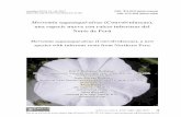 Merremia sagastegui-alvae (Convolvulaceae), una especie ... · (Paijanense, Salinar e Inca) (Briceño, 2011; Briceño & Billman 2009, 2012), y natural por la gran diversidad florística