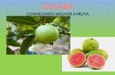 CONHECENDO MELHOR A FRUTA - Colégio Floresta · 2016-05-10 · O trabalho de nutrição no Floresta é integrado com a equipe. ... Trocando as frutas e observando as modificações...