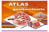 ATLAS - senosiain.com.mxsenosiain.com.mx/assets/library/ATLAS_del_sistema_genitourinario.… · Uréteres: se sitúan en el retroperitoneo en el sentido de los riñones a la pelvis