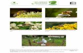 A abelha e seu trabalho de coleta de pólen e nectar€¦ · da apicultura como geração de renda e preservação ambiental Organização: Empresa de Pesquisa Agropecuária e Extensão
