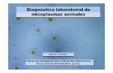 Diagn£³stico laboratorial de micoplasmas animales Diagn£³stico laboratorial de micoplasmas animales