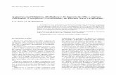 Aspectos morfológicos, biológicos y de ingesta de Olla v ...€¦ · CHAZEAU (1987) narra que los psílidos Heteropsylla cubana (C.) y Leucaena leuco-cephalla (L.) son controlados