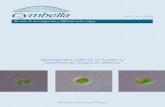 Dinoflagelados epifíticos en Yucatán y Diatomeas de ...cymbella.mx/img/numeros/03/Num_03.pdf · Cymbella 1 Nm. 6 Figure 3. Monthly changes in the abundance of the dominant species