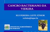 Agência de Defesa Agropecuária do Paraná - ADAPAR - CANCRO BACTERIANO DA VIDEIRA · 2019-10-01 · Cancro Bacteriano da Videira O Agente Causal Xanthomonas citri pv.viticola (Nayudu