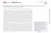Phosphoproteomics of Aspergillus fumigatus Exposed to the … › content › msph › 5 › 3 › e00365-20.full.pdf · the construction of the fungal cell wall by inhibiting the
