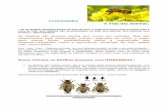 Curiosidades A Vida das Abelhas. · de três abelhas picando a mesma pessoa, pode ser muito perigoso. Por isso, nada de tentar mexer em colmeias ou nas caixas de um apiário! Uma
