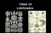 Clase 14 Lofoforados - WordPress.com · Lofoforados: Diferentes anatomías externas Cuatro Taxa Phoronida Brachiopoda Ectoprocta (Bryozoa) Entoprocta A veces considerados 4 Divisiones,