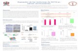 Expresión de las isoformas de OCT4 en cáncer cervicouterinotecnologia_salud/2018/Resumenes/… · Expresión de las isoformas de OCT4 en cáncer cervicouterino Dania Ayala-Reyna1*,