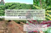 IPR 100 e IPR 106 cultivares de café arábica com ... - Apresent Gusta… · IPR 100 e IPR 106 – cultivares de café arábica com resistência simultânea aos nematoides Meloidogyne