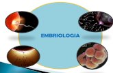 EMBRIOLOGIA · EMBRIOLOGIA . O desenvolvimento embrionário inicia-se com a fecundação, formando o zigoto, e através de sucessivas mitoses, ocorrerá o aumento do número de células