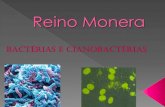 Reino Monera - CSFX · Estrutura da bactéria Parede Celular: invólucro semi-rígido de peptioglicano que dá forma às bactérias e as protege contra vírus e substâncias tóxicas.