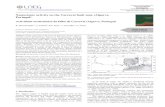 Actividade neotectónica da falha de Carcavai (Algarve ...repositorio.lneg.pt/bitstream/10400.9/2216/1/Com98_p5.pdf · Actividade neotectónica da falha de Carcavai (Algarve, Portugal)