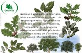Quercus é uma palavra de origem latina e corresponde ao género de no …apambiente.pt/_zdata/DPCA/Seminario20110520... · 2012-06-14 · 2 Mar EB 1 de Ourém A importância da reciclagem