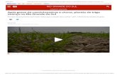 Após greve de caminhoneiros e chuva, plantio de trigo avança no Rio Grande … · 2018-06-10 · 10/06/2018 Após greve de caminhoneiros e chuva, plantio de trigo avança no Rio