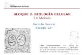 BLOQUE 2. BIOLOGÍA CELULAR 2.6 Meiosis › uploads › 2 › 1 › 5 › 9 › ... · Idea Fundamental: Los alelos se segregan durante la meiosis, y permiten así que se formen nuevas