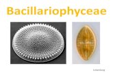 Bacillariophyceae - uncor · 2016-04-27 · Bacillariophyceae tolweborg . Supergrupos Adl et al. 2012 -Pigmentos: Clorofila a y c, fucoxantinas -Almacenan en forma de crisolaminarina