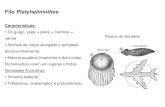 Filo Platyhelminthes...Filo Platyhelminthes (Platelmintos) Características: • O filo é dividido em 3 classes: Turbelários (vida livre), Trematódeos (parasitas) e Cestódeos (parasitas).