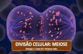 DIVISÃO CELULAR: MEIOSE · 2019-09-16 · relação a esse tipo de divisão celular, é CORRETO afirmar que. 01. o crossing-over ocorre na prófase da meiose I e caracteriza-se pela