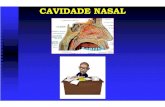 CAVIDADE NASAL site.ppt [Modo de Compatibilidade]moroortodontia.com.br/anatomia/cavidadenasal.pdf · Secção coronal através do bulbo ocular. Nervos na parede lateral da cavidade