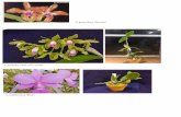 C.granulosa ‘Sandra’ - Wakayama orchids · 2011-12-06 · trianae coerulea `Florensia' noezliana yellow walkeriana Poliahu AlohaAloha Case `Surprise' SBM/JOGA (OG)Case `Surprise'