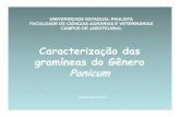 Caracterização das gramíneas do Gênero Panicum€¦ · Nome científico: Panicum maximum Jacq. cv. Tanzânia Nome comum: capim-tanzânia Origem: África Histórico: Office de