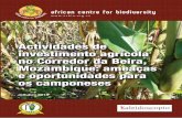Actividades de investimento agr cola no Corredor da Beira ...acbio.org.za/wp-content/uploads/2015/10/Mozambique-Portuguese-2… · O milho, a mandioca e o feijão ocupam cerca de