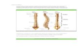 Webnode.com.br · Web viewA coluna vertebral é constituída por 24 vértebras + sacro + cóccix e constitui, junto com a cabeça, esterno e costelas, o esqueleto axial. COLUNA VERTEBRAL