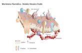 Membrana Plasmática - Modelo Mosaico Fluido€¦ · Membrana Celular Moléculas de Água Membrana Celular O que são: Canais de proteínas que permitem o transporte de água através
