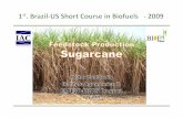 BR-US biofuels Sugarcane cantarella · 2012-12-10 · bi ibeginning of the XX CtCentury Fertilizer study of Aguirre, de 1938. Foto: IAC HC ‐Bioen 07/2009 1st. BR‐US Biofuel Course.