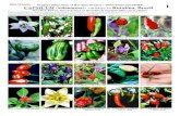 WEB VERSION Peppers [Pimentas] of Roraima Project – INPA ... · PDF file 2 Peppers [Pimentas] of Roraima Project – INPA/Embrapa/MIRR CAPSICUM (Solanaceae): varieties in Roraima,