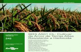 BRS A501 CL: Cultivar de Arroz de Terras Altas Resistente ...A produção de arroz de terras altas está dispersa no Brasil, sendo os princi-pais estados produtores, Mato Grosso, Maranhão,