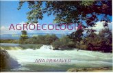AGROECOLOGIA - Ana Maria Primavesi · ARROZ IRRIGADO, PRODUZINDO METANO . PRODUZ CH. 4. O Ar aquece nos solos desprotegidos até 73. 0. C Na África chega a 84. 0. C • O r quente