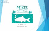 EB1 Paredes - 4.ºPD Ano Letivo 2019/ 2020ebparedes.damiaodegoes.pt/pdf/ProjetoPeixesNativos_4PD.pdf · O problema é que muitas espécies de peixes de água doce nativas do ... Ciência