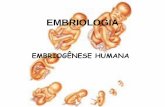 EMBRIOLOGIA - blog.cpbedu.meblog.cpbedu.me/.../uploads/sites/273/2019/09/Embriologia-EM-resum… · Placenta - Estrutura vascularizados mamíferos que se forma do Córion + Alantóide