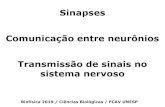 Sinapses Comunicação entre neurônios Transmissão de sinais ...€¦ · Sinapses Comunicação entre neurônios Transmissão de sinais no sistema nervoso Biofísica 2019 / Ciências