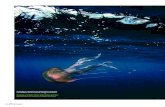 Los científicos recuperan las redes de plancton tras el ...medsea-project.eu/wp-content/uploads/2011/05/Ocean... · Los científicos recuperan las redes de plancton tras el muestreo.