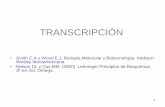 FUNCIONES DEL ARNsgpwe.izt.uam.mx/files/users/uami/pacopp/TRANSCRIPCION.pdfTabla 3.1 Composición de las subunidades de la RNA polimerasa de E. coli Subunidad Nombre del gen rpoA rpoB