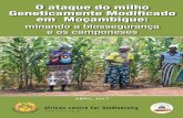 O ataque do milho Geneticamente Modificado em Moçambique · Compreensivo para o Desenvolvimento Agrícola em África (CAADP), da União Africana. Devido à, inter alia, adesão de