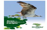 Aves da Estação Ecológica de Carijós 1 · 2016-04-19 · 6 Aves da Estação Ecológica de Carijós Aves da Estação Ecológica de Carijós 7 A OBSERVAÇÃO DE AVES desenvolvida