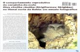 O comportamento reprodutivo da corujinha-do-mato Otus ...do que um deles era grande e redondo, semelhante ao da subespé-Marks, J.S., R.J. Cannings & H. Mikkola (1999) Family Strigidae