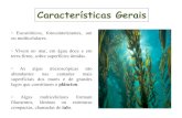 Características GeraisCaracterísticas Gerais A maioria das algas possui células dotadas de parede celular. Em quase todas, a parede celular é composta de celulose, em geral combinada